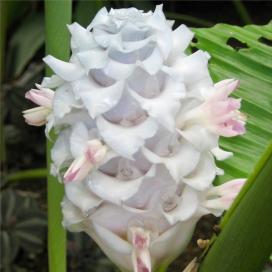 Калатея Бурле Маркса "Голубой лед" (Calathea burle-marxii 'Blue Ice')